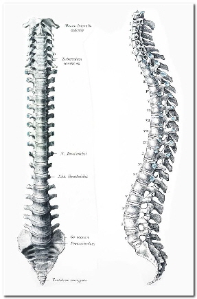 wirbelsaeule2_rand wirbelsaeule2_rand